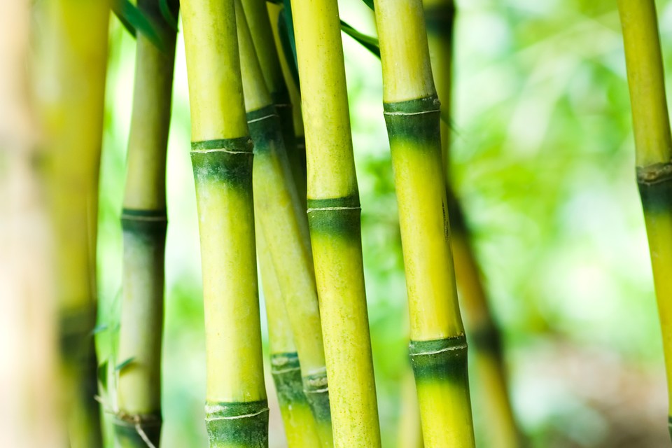 Everything You Need To Know To Shop for or Grow Bamboo